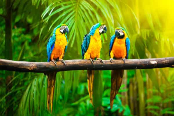 Blue-and-Yellow Macaw - Image 2