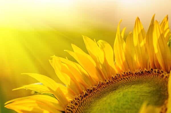 Golden Sunflower in Field Backlit - Image 2