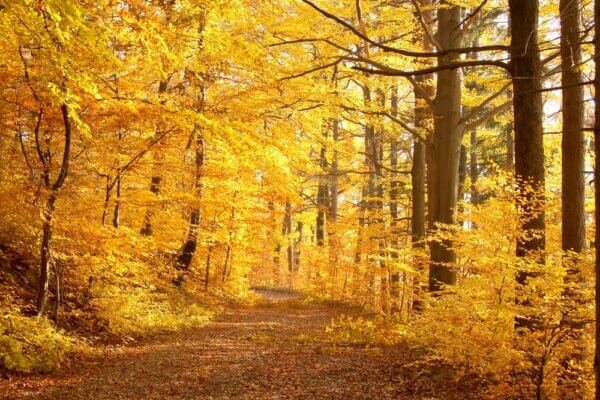 Lane Leading Through Late Autumn Forest - Image 2