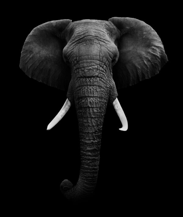 African Elephant - Image 2