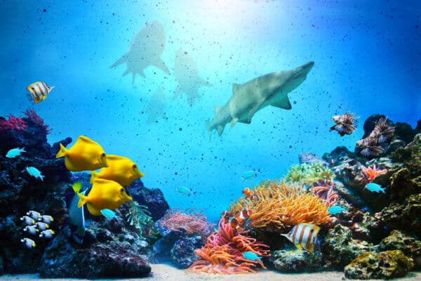 Underwater Scene. Coral Reef, Fish Groups, & Sharks - Image 2