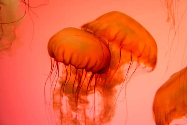 Close Up Shot of Jelly fish - Image 2