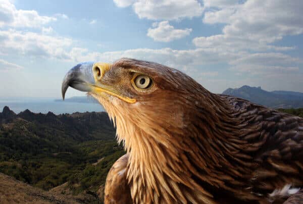 Golden Eagle - Image 2