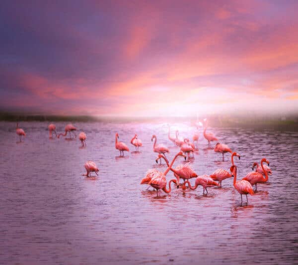 Flamingo - Image 2
