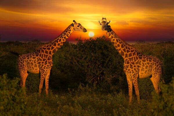 Beautiful Picture of Africa Sunset with Giraffes - Image 2