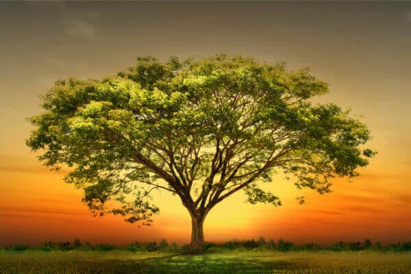 Green Tree Natural landscape - Image 2