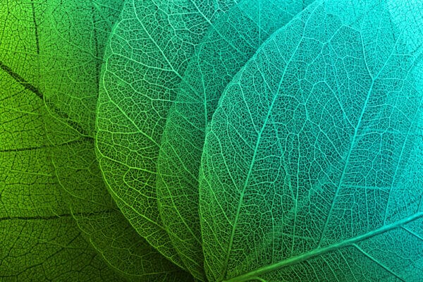 Macro Plant Leaves - Image 2