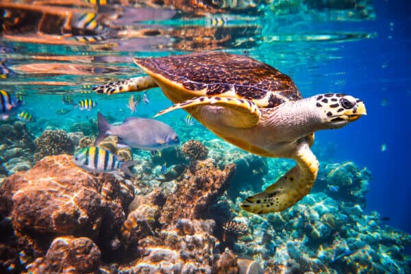 Hawksbill Turtle - Eretmochelys Imbricata - Image 2