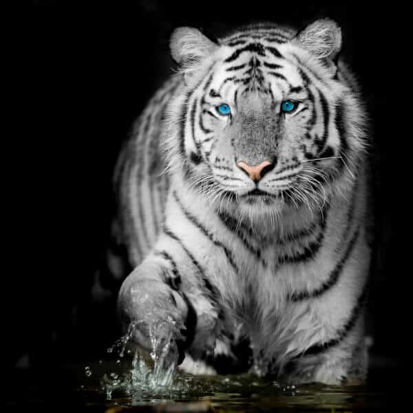 Black & White Tiger - Image 2