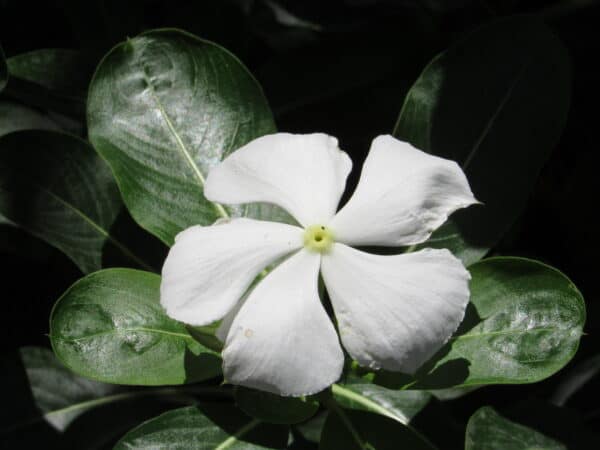 The White Lotus - Image 2