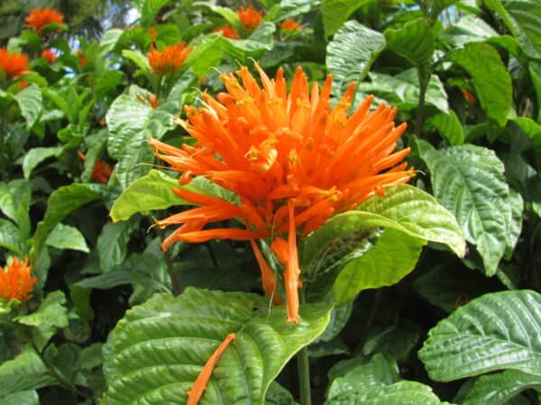 Orange Redness - Image 2