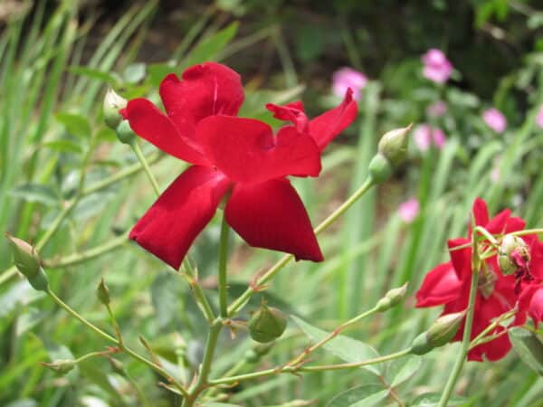 Deeply Red - Image 2