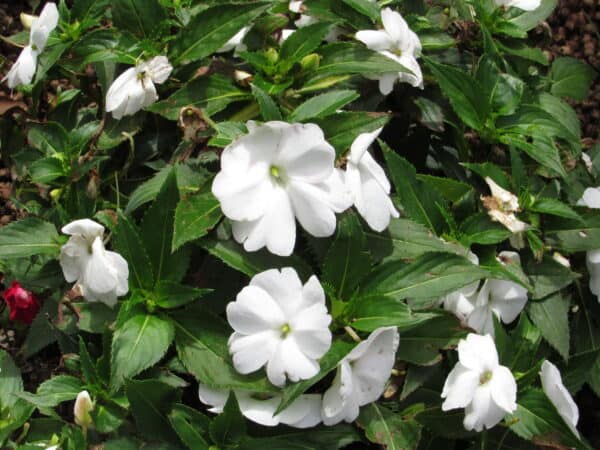 White Flower Party - Image 2